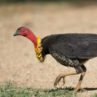 Australian Brushturkey